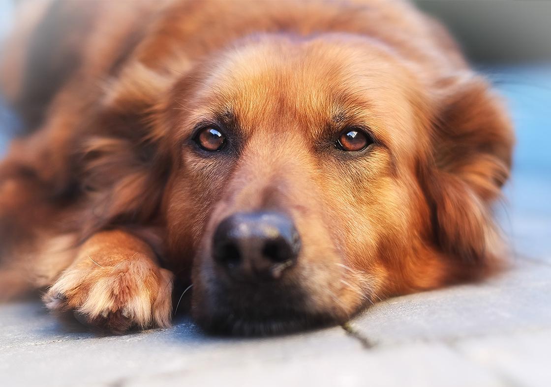 Kleintierpraxis Gangelt - unsere Vision